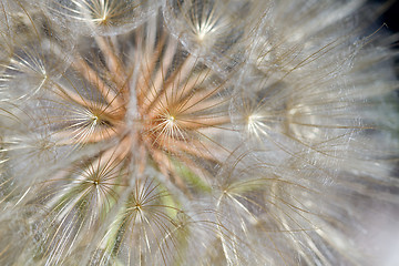 Image showing  Dandelion Flower Seed Head Closeup