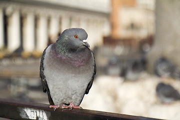 Image showing Pigeon in Venice