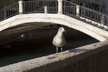 Image showing Seagull in Venice