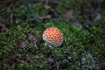 Image showing agaric