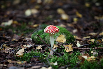 Image showing agaric