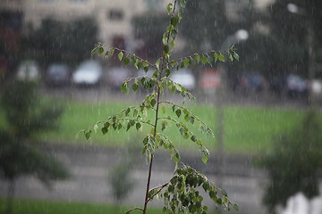 Image showing Rain 