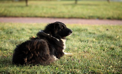 Image showing dog