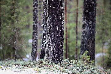 Image showing pine forest