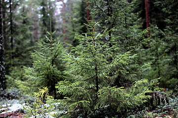 Image showing fir-tree