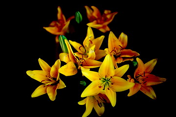 Image showing  flowers