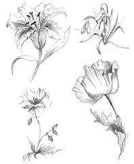 Image showing Illustration garden and wild flowers.Lilies,poppy.