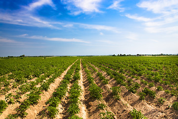 Image showing Potato field