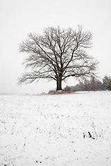 Image showing Oak (winter)