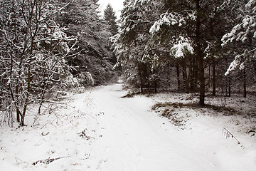 Image showing Winter wood