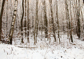 Image showing Trees in the winter