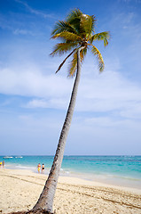 Image showing Caribbean beach with palm and white sand