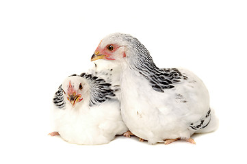 Image showing Chickens on white background