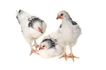 Image showing Chickens on white background