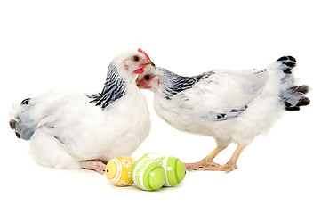 Image showing Chickens and easter eggs