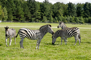 Image showing Group of zebras