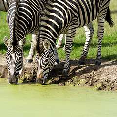 Image showing Zebras are dirnking water
