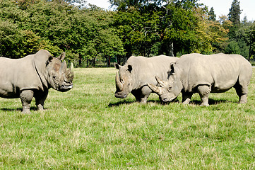 Image showing Group of rhino