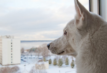 Image showing White dog looks out the window 