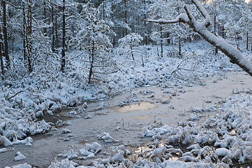 Image showing winter landscape in the forest 