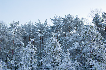 Image showing winter landscape in the forest 