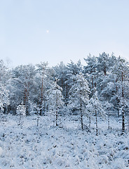 Image showing winter landscape in the forest 