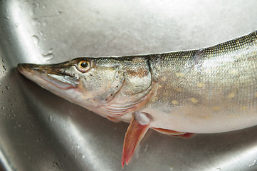 Image showing Pike in a kitchen bowl