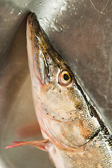 Image showing Pike in a kitchen bowl