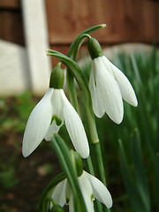 Image showing snowdrops closeup