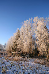 Image showing Winter Forest