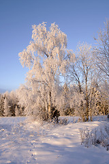 Image showing Winter landscape