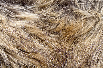 Image showing lynx fur 