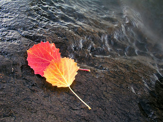 Image showing Colorful leaves