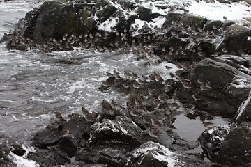 Image showing Calidris ptilocnemis qutra