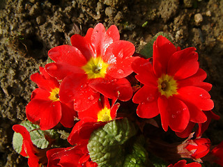 Image showing red primroses after the rain