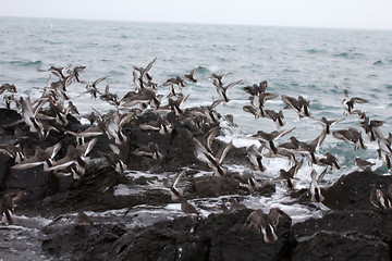 Image showing Calidris ptilocnemis qutra