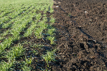 Image showing Ploughed field