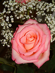 Image showing tea rose and gypsophila