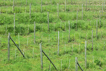 Image showing Grapevine plants