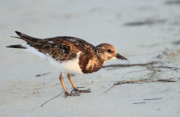 Image showing beach bird