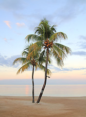 Image showing palm trees