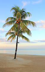 Image showing lonely palm tree