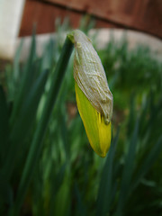 Image showing daffodil bud