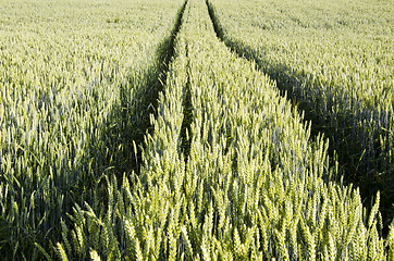 Image showing Tractor tracks left in agricultural wheat field.