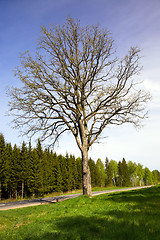 Image showing Tree (spring)
