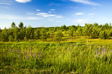 Image showing New trees (summer)