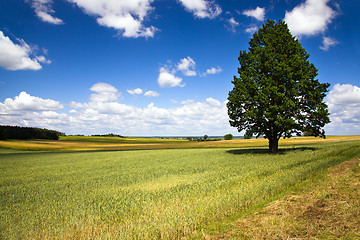 Image showing tree in the agricultural field