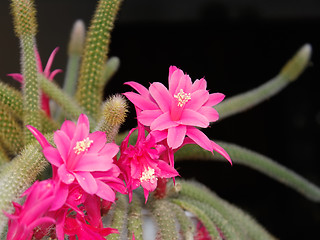 Image showing Rat Tail Cactus flowering