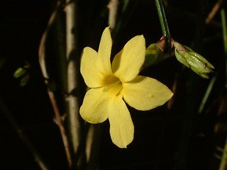 Image showing winter jasmine details