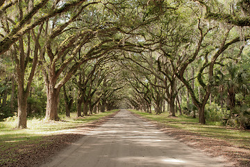 Image showing Oak ally